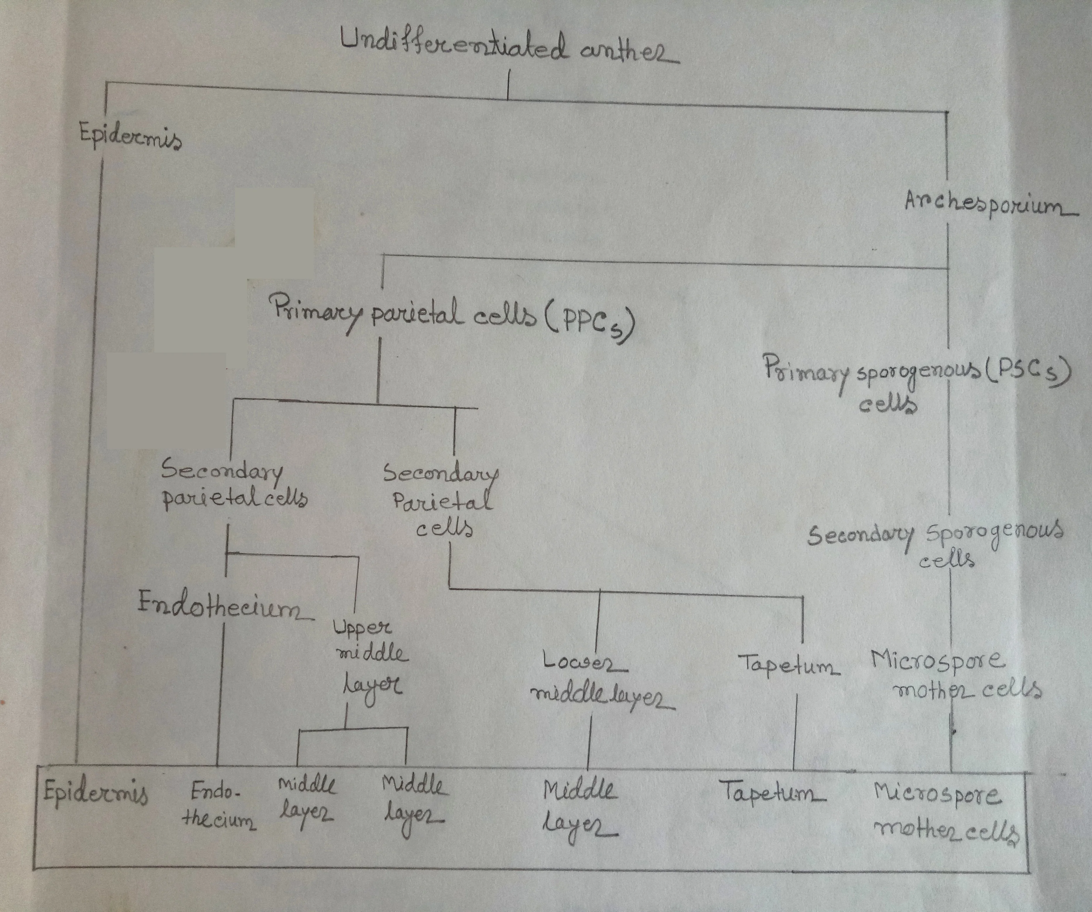 Schematic representation of the ontogeny of anther wall layers & microspore mother cells in young anther.