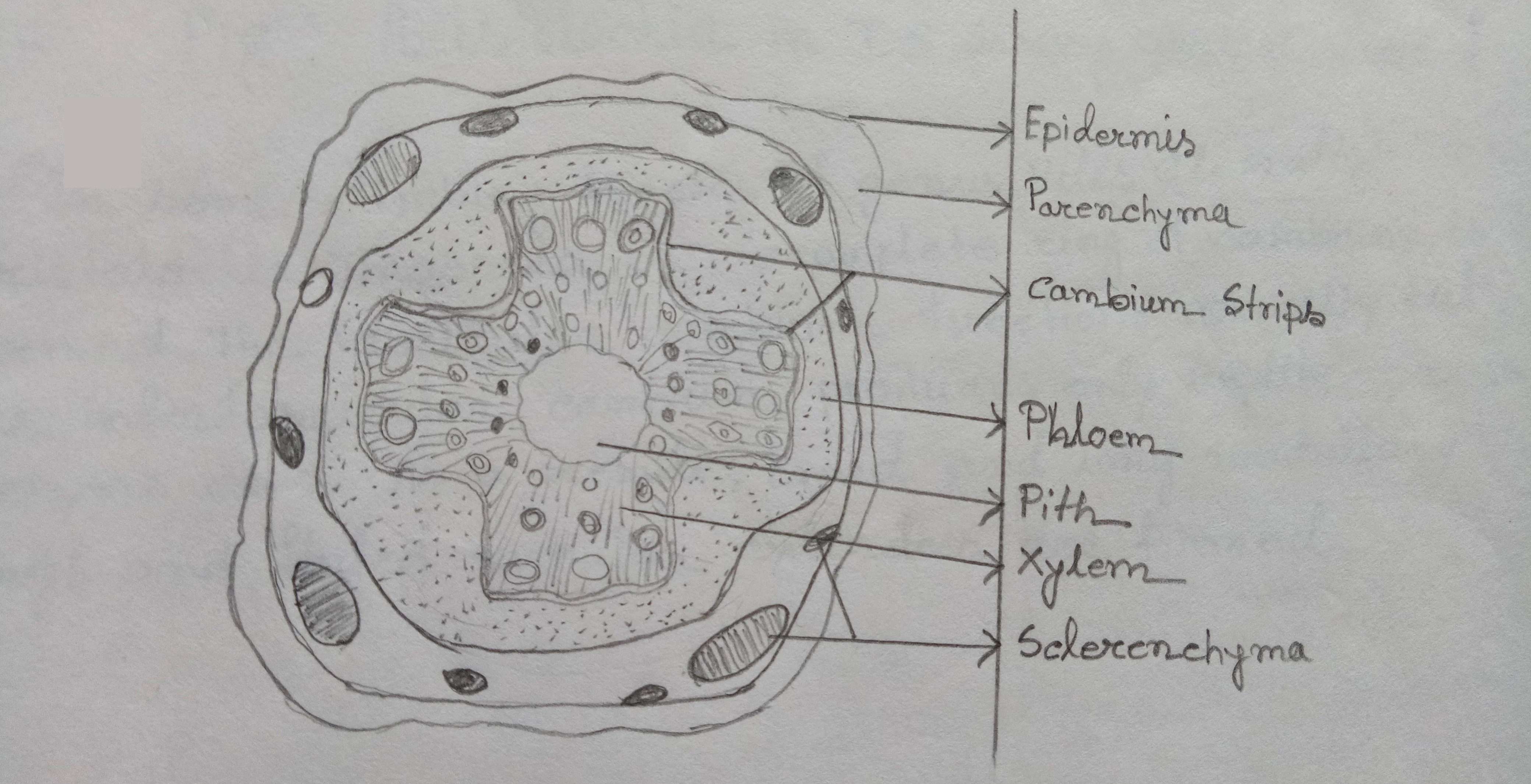 T.S stem Bignonia sp. showing cambial variant