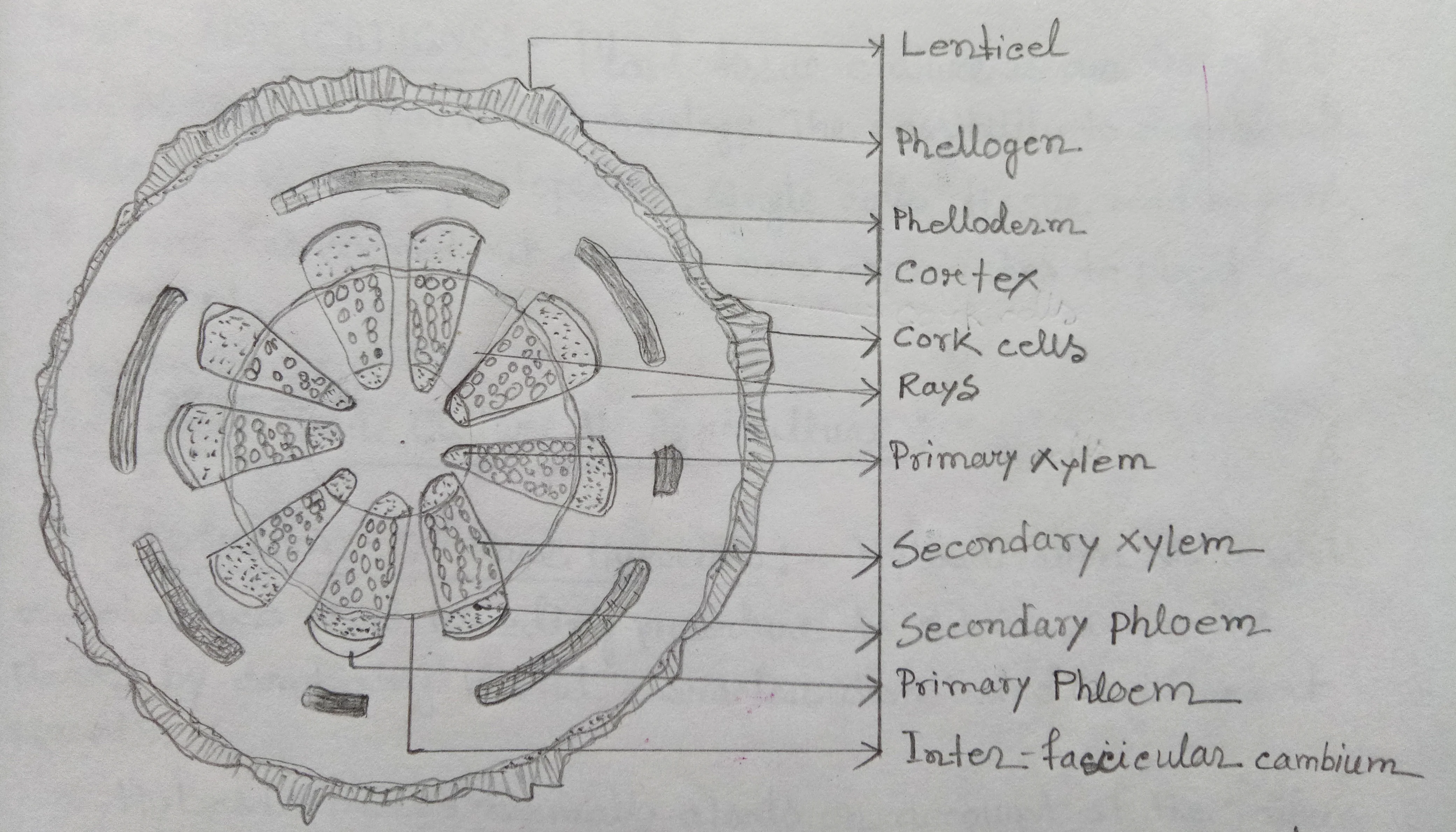 Aristolochia in T.S showing cambial variant