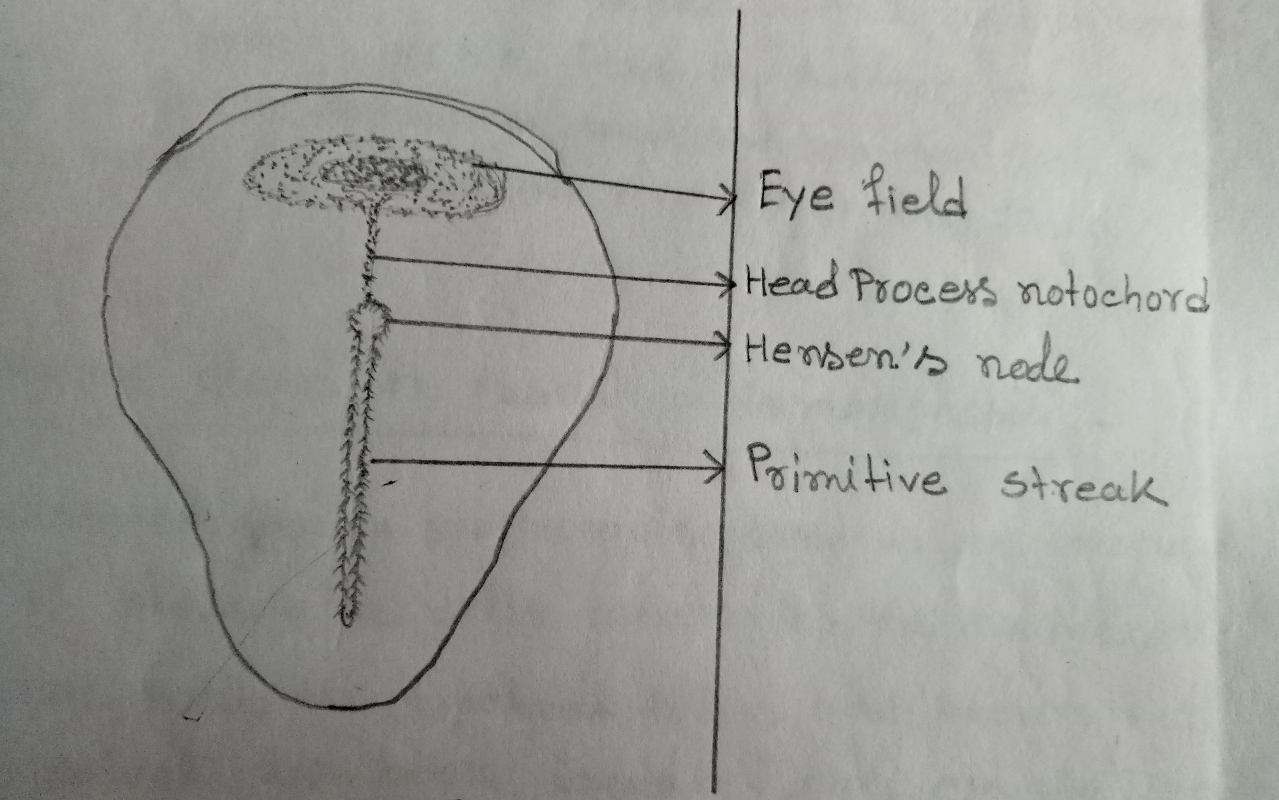 The eye-forming area of the chick blastoderm at the stage of the head process
