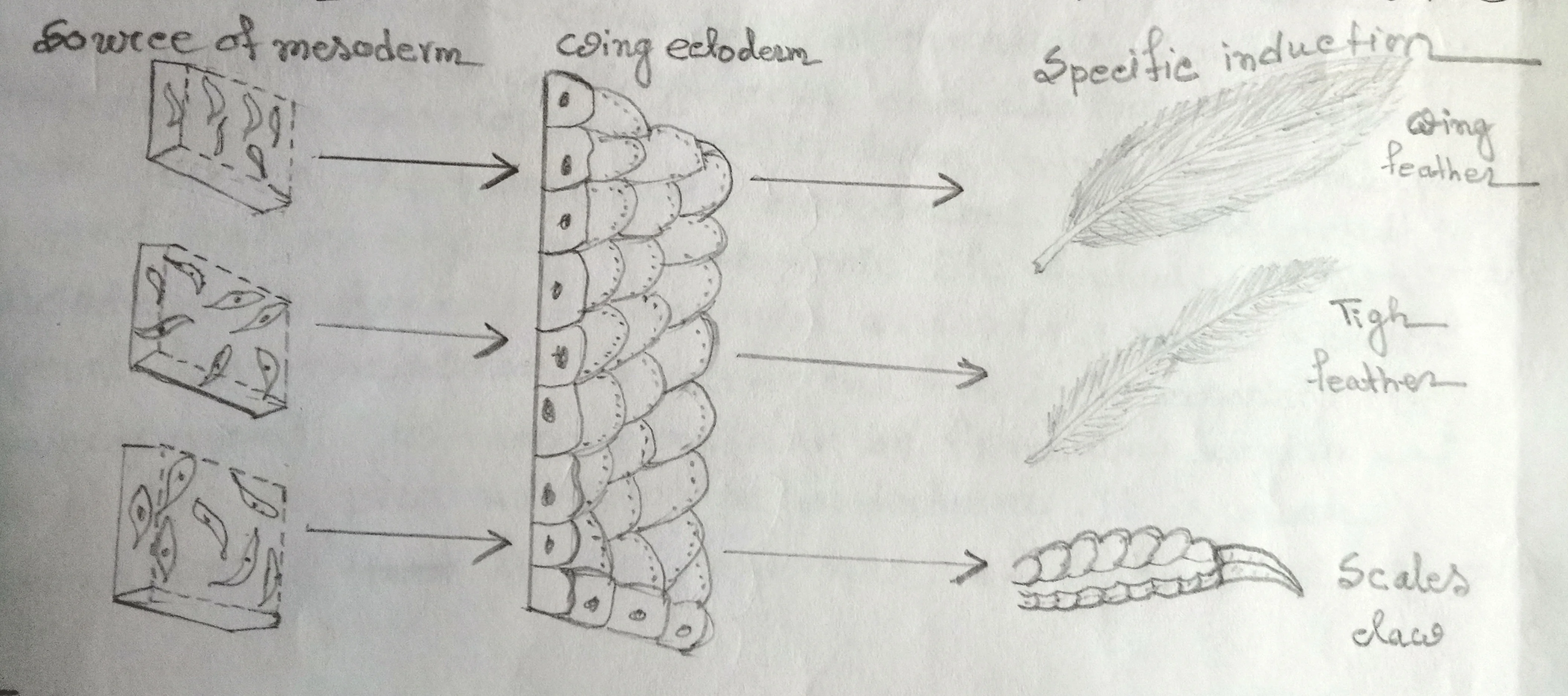 Regional specificity of induction