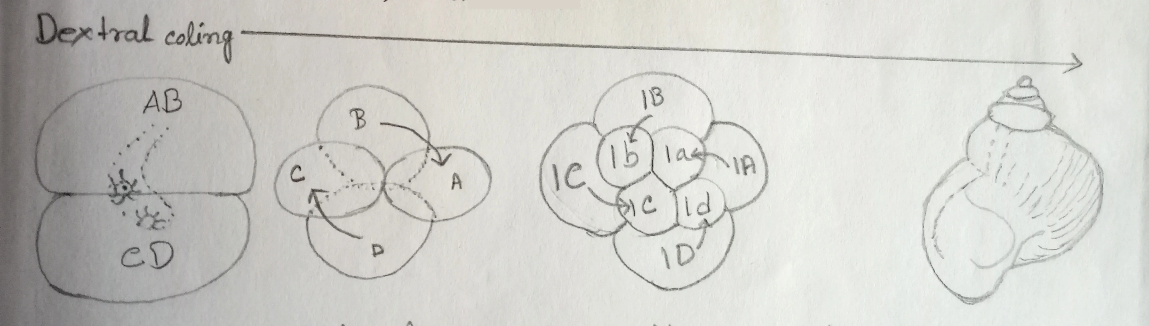 Spiral cleavage in mollusc snails