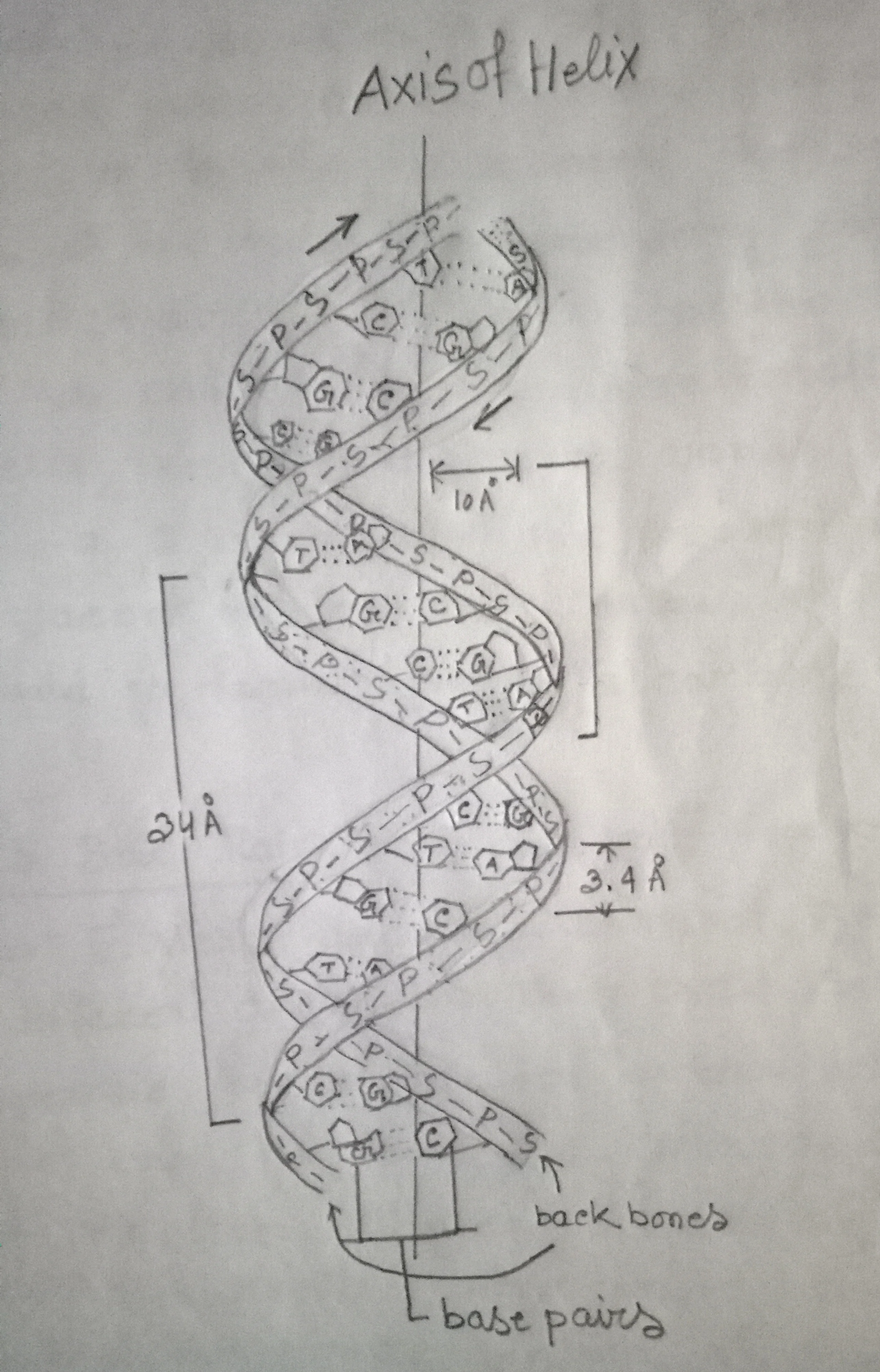 Diagrammatic representation of DNA double helix
