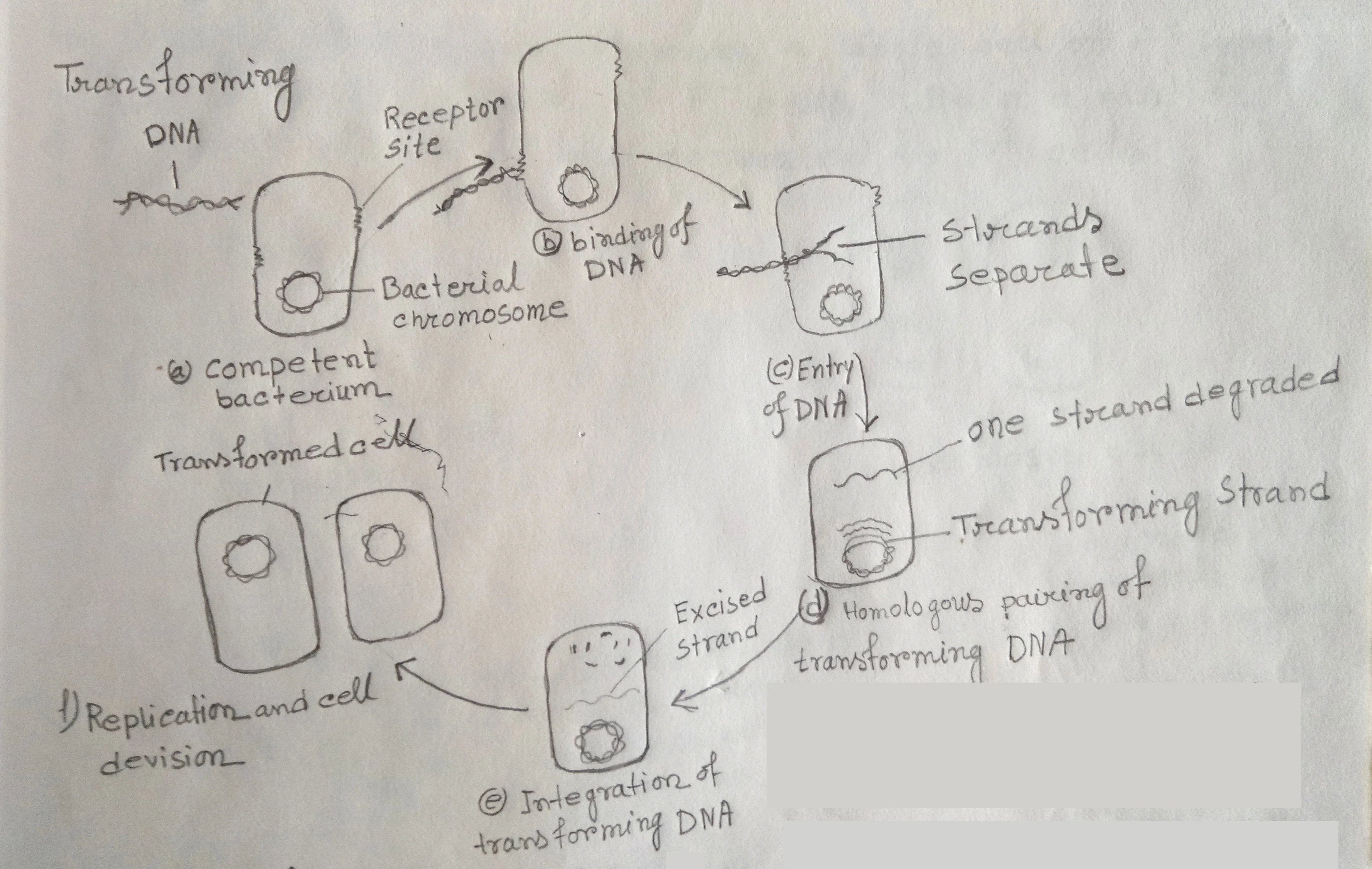 Mechanism of bacterial transformation