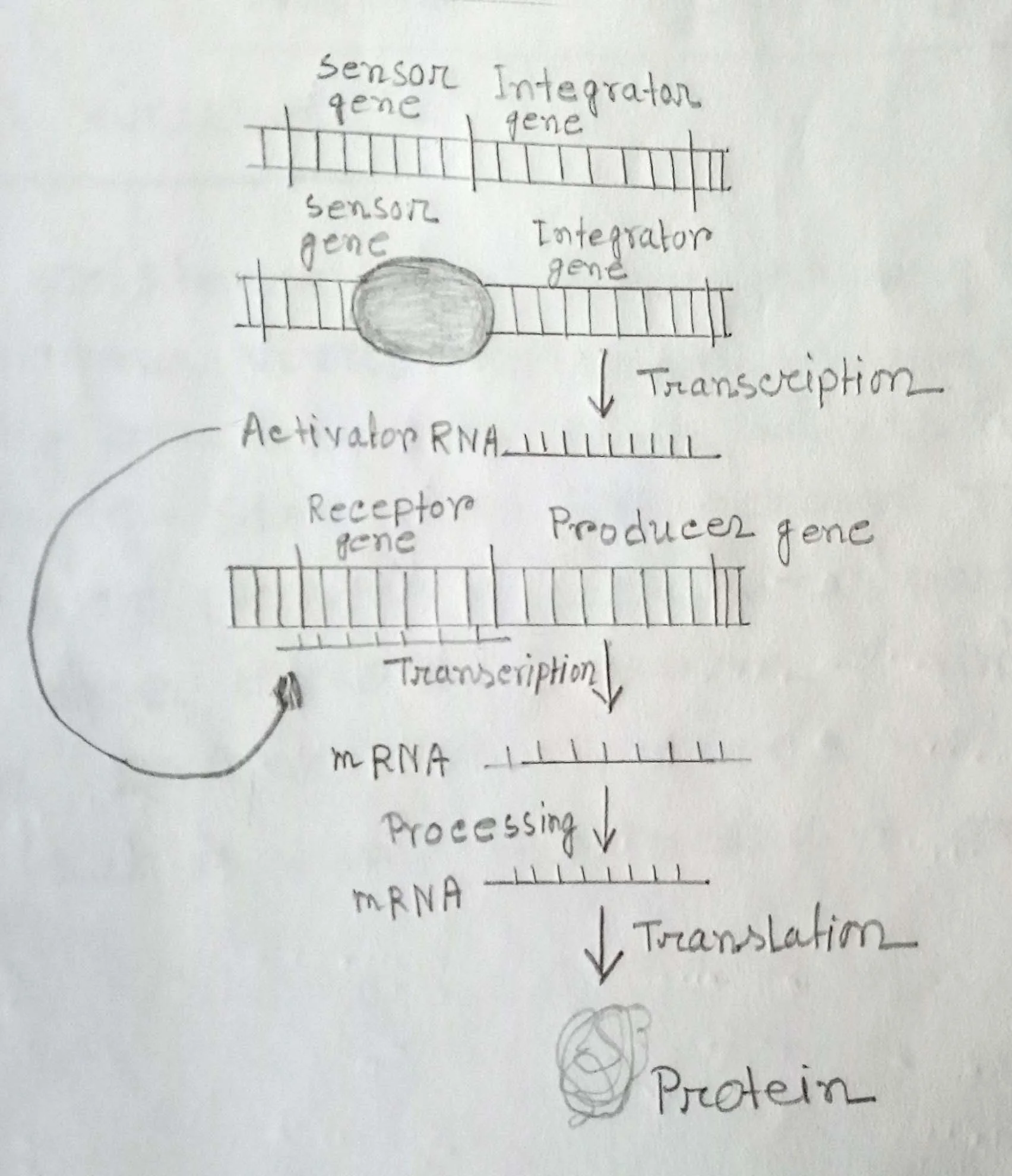 Britten-Davidson model of eukaryotic gene regulation Britten-Davidson model of eukaryotic gene regulation. Interactions among different components of the machinery are shown