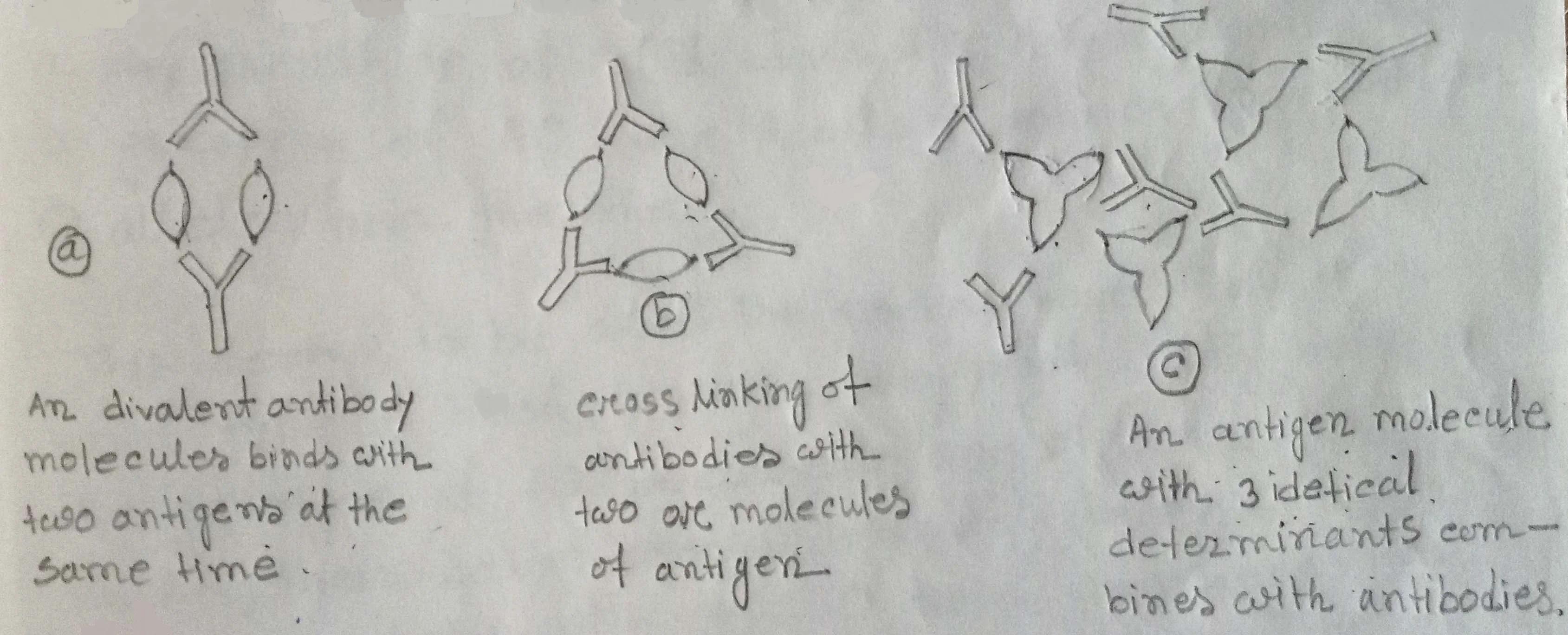 Antigen-antibody reactions