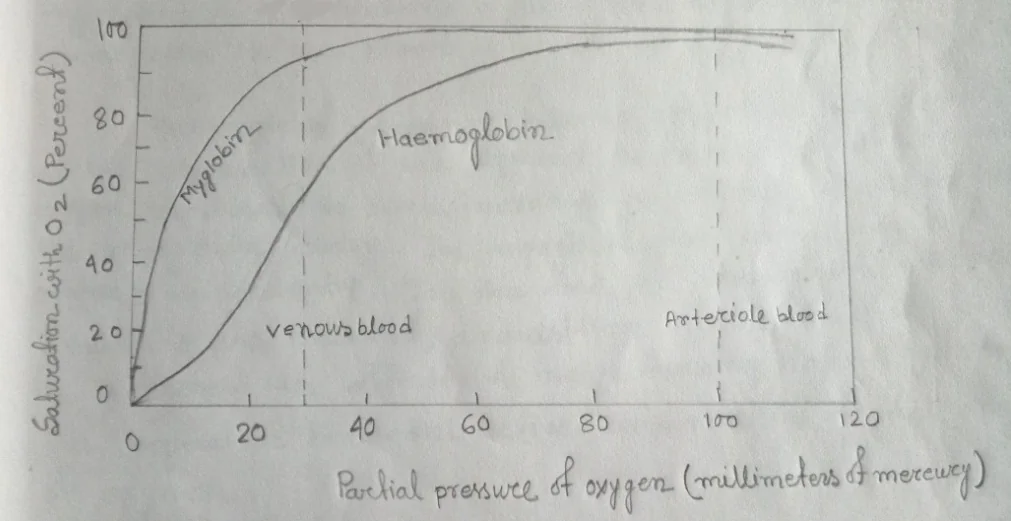 A comparison of the dissociation curves for hemoglobin & for myoglobin