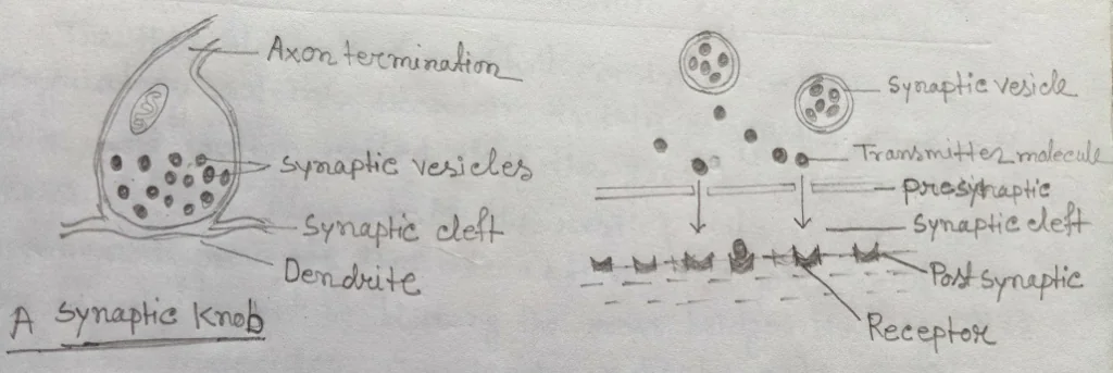 Synaptic transmission