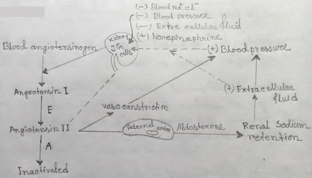 Renin-Angiotensin mechanism for the regulation of kidney function