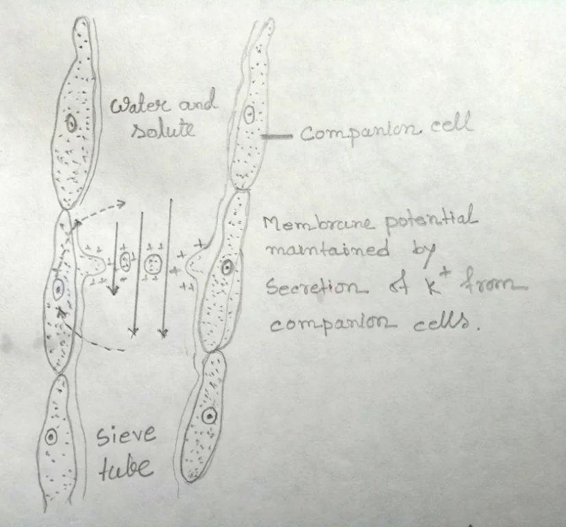Electroosmotic model